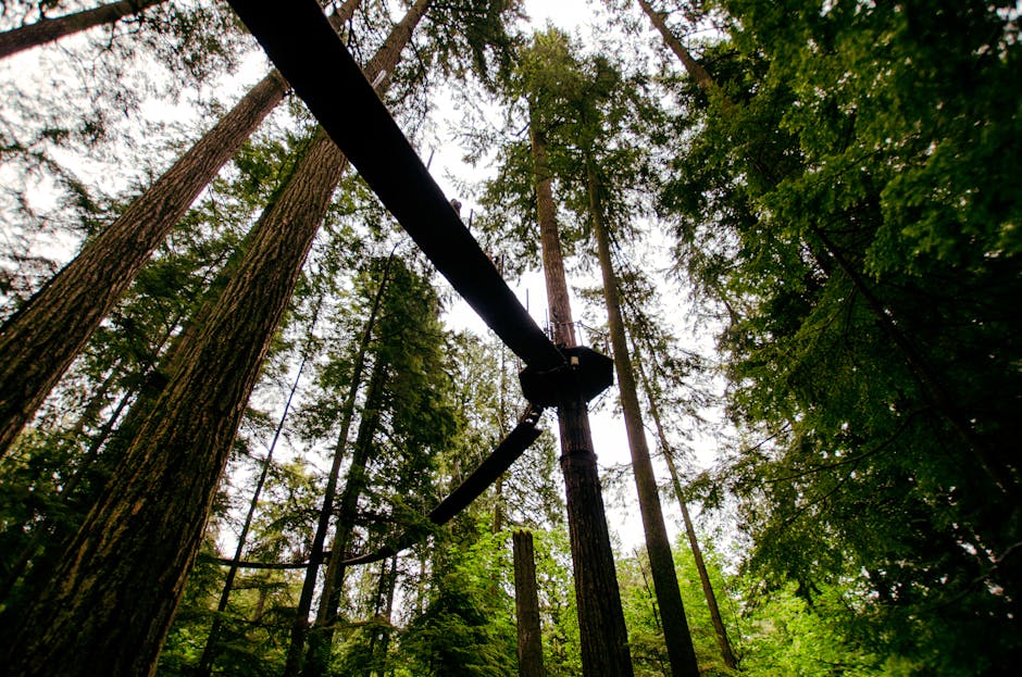 Explore the serene beauty of a lush forest with towering trees and a high walkway