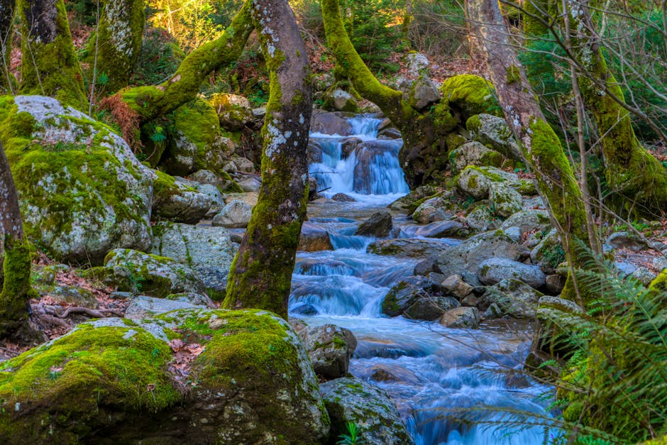 Forest stream background